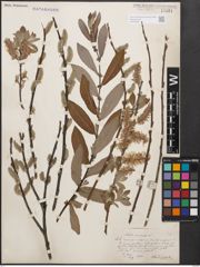 Foto von Salix cinerea L.